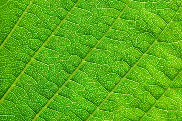 Extreme close up texture of leaf veins. backlight fresh green Leaf. morning sunlight with copy space as background natural green plants landscape, ecology, fresh wallpaper concept. macro.