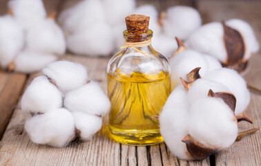 Cotton plant ball and cotton oil