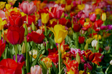 Flowers in full bloom and blossom in a myriad of color.