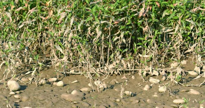 Pioneer vegetation on the Drava River bank with Persicaria hydropiper also known as water pepper