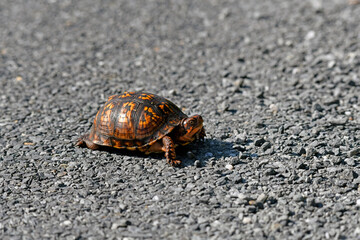 Eastern Box Turtle Crossing the Road