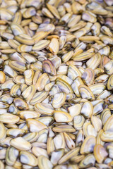 Pile of wedge clams or coquinas (Donax trunculus) for sale in indoor food market, in the Spanish city of Malaga
