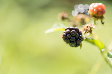 Blackberry twig with ripe berry and soft blurred green background