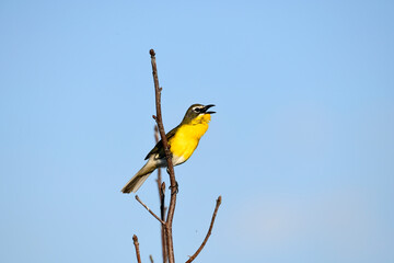 Yellow-breasted Chat Singing in the Treetops