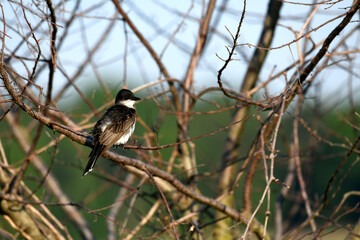 Eastern Kingbird in the Trees