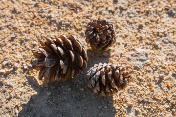 Pine cones that fell off of a pine tree. Beautiful close up and sunlight.