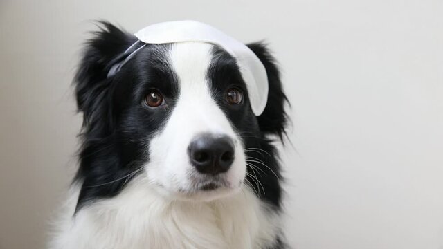 Do not disturb me, let me sleep. Funny cute smiling puppy dog border collie with sleeping eye mask isolated on white background. Rest, good night, siesta, insomnia, relaxation, tired, travel concept