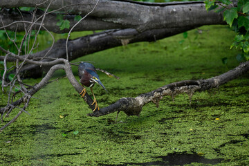 Green Heron Hunting