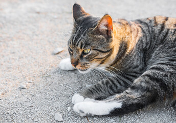 Beautiful cat close up resting outdoor in the street. Grey, white and black. Blurred background, perfect animal poster.
