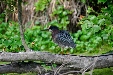 Green Heron Puffed Up