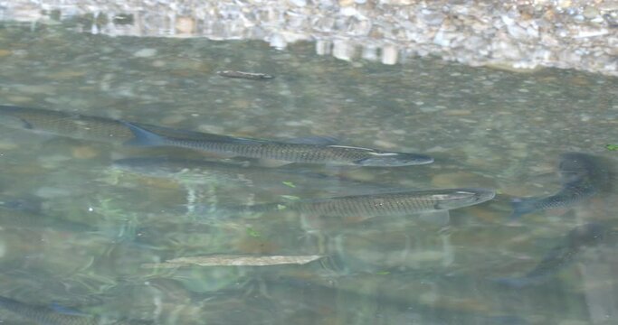 The common chub is spawning in the shallow water of the Drava River