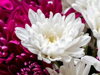 macro of white and pink budding chrysanthemum flower bouquet