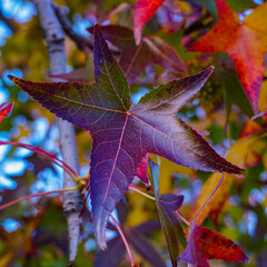 red maple leaf