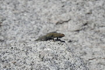 A colorful western fence lizard arched on a large granite boulder in the Eastern Sierra Nevada Mountains, California. 