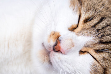 Pet animal; cute cat nose