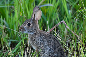 Eastern Cottontail in the Grass