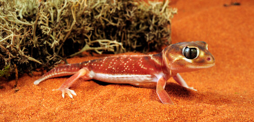 Common knob-tailed gecko // Glatter Knopfschwanzgecko (Nephrurus levis) 
