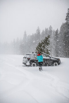 Bringing Home A Christmas Tree From A Snowy Forest