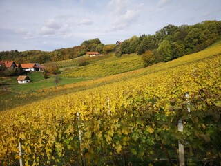 Weinberge der Südoststeiermark im Herbst - Klöch