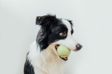Funny portrait of cute puppy dog border collie holding toy ball in mouth isolated on white background. Purebred pet dog with tennis ball wants to playing with owner. Pet activity and animals concept.