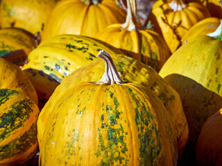 Orange autumn pumpkins on the farm.