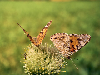Colorful butterflies on a flower.