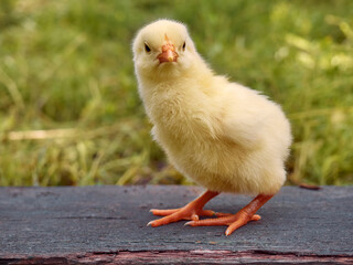 Little yellow cute baby chick.