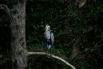 Great Blue Heron in a Tree