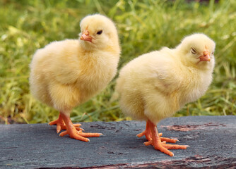 Little yellow cute baby chicks.