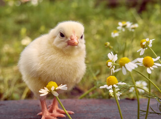 Little yellow cute baby chick.