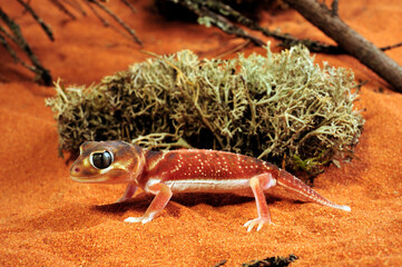 Common knob-tailed gecko // Glatter Knopfschwanzgecko (Nephrurus levis)  - obrazy, fototapety, plakaty