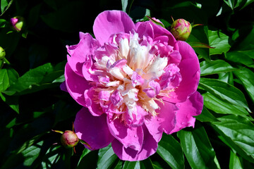 Pinke Pfingstrose umgeben von Knospen (Nahaufnahme)