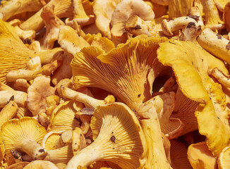 Fresh yellow chanterelle edible mushrooms.