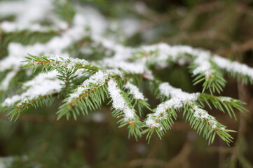 Christmas evergreen spruce tree with fresh snow in the forest, close-up