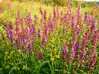 Naklejka premium Purple sage flowers blooms in the summer meadow.
