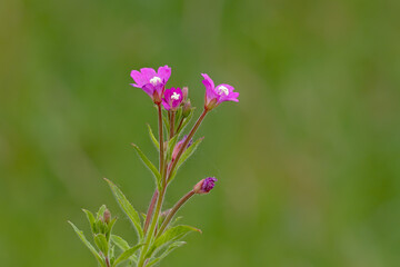 Bright pink hairy willowherb flowers - Epilobium hirsutum