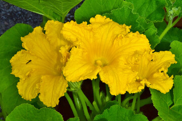 Kräftig gelbe Zucchini-Blüten (Nahaufnahme)