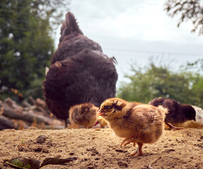 Chicken with chickens in the farmyard.