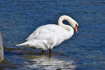 Im blauen Wasser des Sees spiegelt sich der weiße Schwan