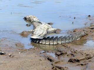 Jacaré-açu (Melanosuchus niger) Alligatoridae family. Amazon, Brazil