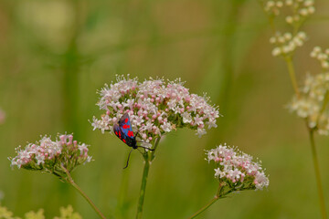 Five-spot burnet moth on a common valerian flowers, close up - Valeriana officinalis
