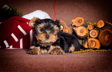 New Year's little Yorkshire Terrier puppy