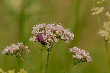 Fototapeta premium Five-spot burnet moth on a common valerian flowers, close up - Valeriana officinalis 