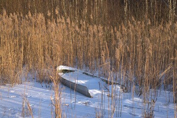 An old snow-covered boat frozen into the ice of the lake among thickets of reeds