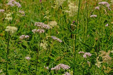 Soft pink common valerian flowers, close up - Valeriana officinalis