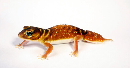 Glatter Knopfschwanzgecko // Common knob-tailed gecko (Nephrurus levis) 