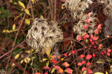 the decorative fluffy seeds of a clematis vitalba
