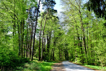 Obraz premium Eine schmale Straße führt in den hellgrünen Frühlingswald