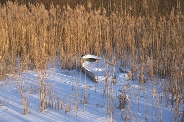 An old snow-covered boat frozen into the ice of the lake among thickets of reeds