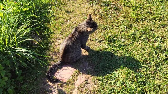 Domestic cat outdoors